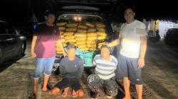 Polisi Gagalkan Peredaran 48 Kg Ganja di Sumbar, Tangkap 4 Pelaku
