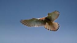 Peregrine Falcon Burung Tercepat di Dunia, Kecepatannya Saingi Whoosh saat Berburu