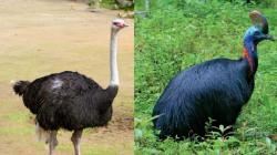 6 Burung Paling Berbahaya di Dunia, Nomor 3 Suka Menendang dengan Kaki Besar