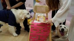 Marak Pernikahan Anjing di China, Tanda Kiamat?  