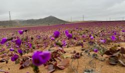 Langka! Bunga Bermekaran di Gurun Atacama saat Musim Dingin