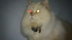 Kenapa Mata Kucing Menyala saat Gelap? 
