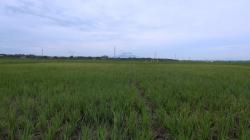 Ratusan Hektare Sawah Petani di Aceh Terancam Gagal Panen Akibat Kekeringan