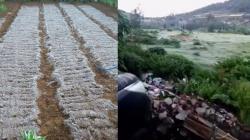 Viral Singgah ke Dieng Bisa Lihat Embun Es Tebal, Suasananya seperti di Luar Negeri 