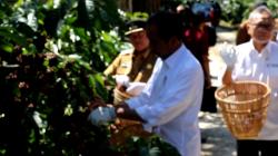 Jokowi Panen Kopi Robusta di Lampung Barat, Dorong Produktivitas karena Permintaan Ekspor Terus Naik