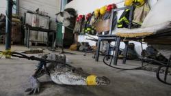 Ngeri! 200 Buaya Keluyuran di Kota gara-gara Banjir
