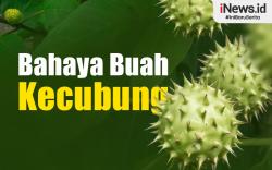 Weekend Story: Kecubung, Si Mungil Beracun Bikin Halusinasi Banyak Makan Korban<