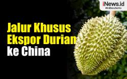 Infografis Luhut Mau Buat Jalur Khusus Ekspor Durian ke China