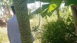 Viral Pohon Pisang di Sampang Berbuah hingga Ribuan, Warganet Heboh: Dikit-Dikit Mistis!