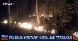 Hutan Jati di Sumbawa Terbakar, Api Menjalar Dekati Permukiman Warga 