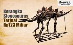 Infografis Kerangka Stegosaurus Terjual dengan Rekor Rp723 Miliar