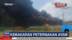 Peternakan di Tulungagung Berisi 60 Ribu Ayam Ludes Terbakar