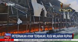 63 Ribu Ayam Mati Terpanggang di Tulungagung 