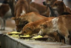 Anjing-Anjing Liar Bikin Pusing Erdogan