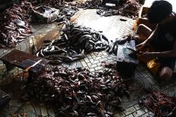 Potret Kampung Penghasil Ikan Gabus Giling di Palembang
