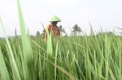 Bantu Tingkatkan Produksi Beras Petani, Perum Bulog Gencar Lakukan Huluisasi