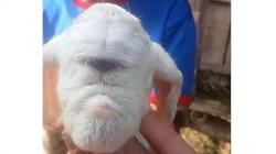 Geger! Kelahiran Anak Domba Mata Satu dan Tak Punya Hidung di Cianjur