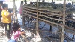 Penampakan 2 Buaya Besar Pemangsa Pemancing di Bangka, Ditangkap Jadi Tontonan Warga