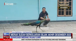 Sempat Tidur di Pohon Milik Warga Kulonprogo, Merak Hijau Liar Dievakuasi