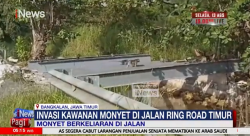 Kawanan Monyet Berkeliaran di Jalan Ring Road Timur Bangkalan, Jawa Timur