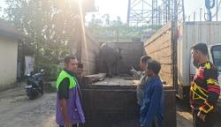 Dramatis, Polisi Kejar-Kejaran dengan Pencuri Kerbau di Bogor