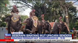 Bentuk Cinta Tanah Air Pengelola, Binatang Ikut Peringati HUT Ke-79 RI
