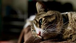 Ramai Wacana Kucing Liar Dipindahkan ke Kepulauan Seribu, Ini Kata Rano Karno