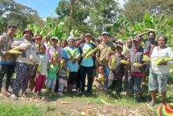 Warga Jayawijaya Panen Jagung Bantuan KSAD Maruli Simanjuntak Tepat di HUT RI<