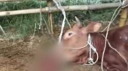 Heboh Puluhan Ternak Sapi Warga Mati Mendadak di Kota Batu, Ada Apa?<