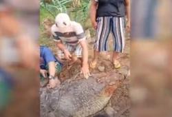 Penampakan Buaya Raksasa Pemangsa 5 Warga Ditangkap di Madina