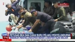 Bea Cukai Batam Gagalkan Upaya Penyelundupan Benih Lobster Rp90 M ke Singapura