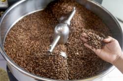 Pemerintah Pacu Produktivitas Kopi Indonesia