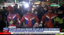 Ular Sanca Sepanjang 4 Meter Sembunyi di Gorong-Gorong Warung di Jakbar 