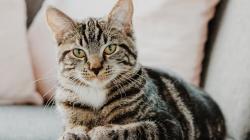 Fakta Kucing Jantan 3 Warna: Keunikan, Genetika dan Mitos di Baliknya<