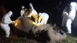 Akhir Hidup Bunga, Gajah Betina Berusia 40 Tahun Ditemukan Mati di TNWK Lampung Timur<