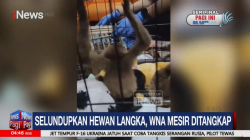 Selundupkan Hewan Langka, WNA Mesir Ditangkap di Bandara Soetta