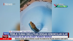 Kepala Ular Muncul dari Kloset, Pemilik Rumah di Temanggung Panik