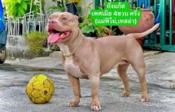 Ngeri! Remaja 18 Tahun Tewas Diterkam 2 Anjing Bully Amerika Peliharaan Kakaknya