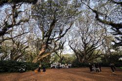 Wisata Hutan Pohon Trembesi Usia Ratusan Tahun di Banyuwangi Mirip Film Lord of The Rings