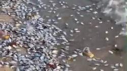 Viral Ratusan Ekor Ikan Naik ke Pantai di Pesawaran, BMKG: Bukan Tanda Bahaya<