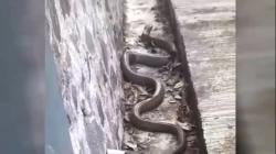 King Kobra 4 Meter di Saluran Air Hebohkan Warga Cilacap, Pawang Ular Turun Tangan<