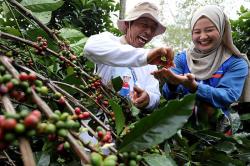 Kampung Kopi Luwak Jenis Liberika Membawa Kesejahteraan bagi Masyarakat Kaltim