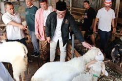 Arsitek Berpengalaman, Ridwan Kamil Punya Cara Revitalisasi Pasar Ternak Tanah Abang