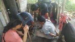 Curi Kabel Instalasi Listrik, Residivis di Bangka Ditangkap Polisi<
