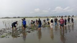 Next Hotel Gandeng Pemuda Tanam Mangrove di Muara Pandansimo Bantul<