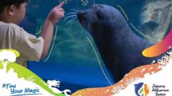 Harga Tiket Masuk Jakarta Aquarium Weekend dan Weekday, Banyak Satwa Menarik<