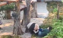 Viral, Panda Serang Penjaga Kebun Binatang gara-gara Kakinya Terjepit Pintu