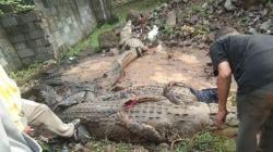 Ngeri! 5 Buaya Besar Kabur dari Penangkaran, 1 Masuk Pemukiman Warga di Cianjur<