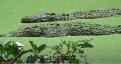Viral  Pria Lansia Diterkam Buaya hingga Lengan Nyaris Putus di Gowa<