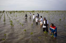 Penanaman 110 Ribu Bibit Mangrove di Pesisir Indramayu